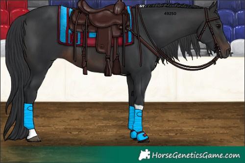 Horse Color:Brown Tobiano Rabicano 