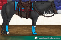 Horse Color:Brown Tobiano Rabicano 