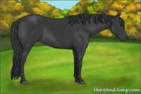 Horse Color:Black 