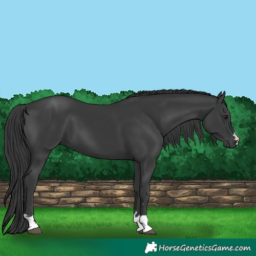 Horse Color:Black 