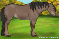 Horse Color:Liver Red Dun Rabicano 