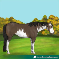 Horse Color:Gray White Spotted Bay Dun 