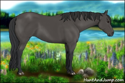 Horse Color:Black 