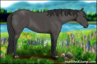 Horse Color:Black 