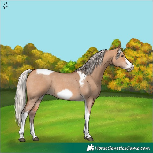 Horse Color:Silver Bay Dun Sabino Tobiano Frame Rabicano 
