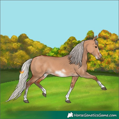 Horse Color:Silver Bay Dun Sabino Tobiano Frame Rabicano