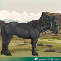 Horse Color:Black 