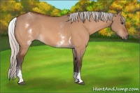 Horse Color:White Spotted Silver Brown Dun Tobiano 