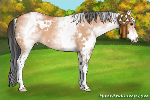 Horse Color:White Spotted Bay Dun