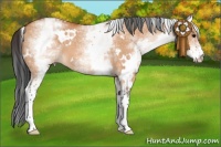 Horse Color:White Spotted Bay Dun 