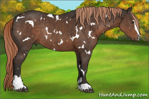 Horse Color:White Spotted Liver Chestnut Sabino Rabicano 
