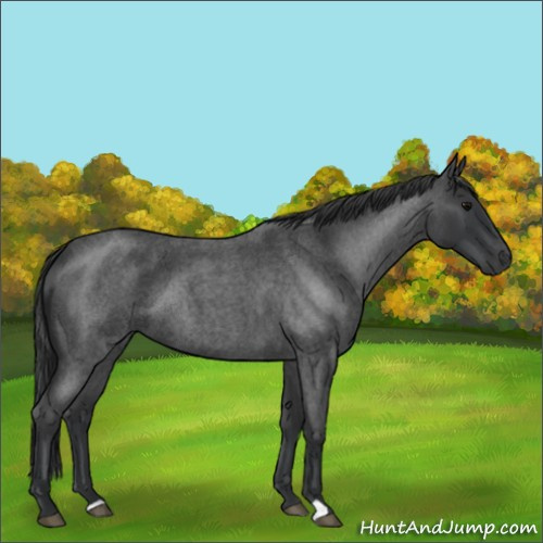 Horse Color:Blue Roan 