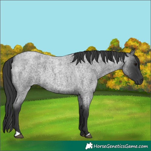 Horse Color:Blue Roan