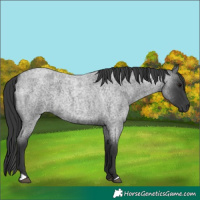 Horse Color:Blue Roan 