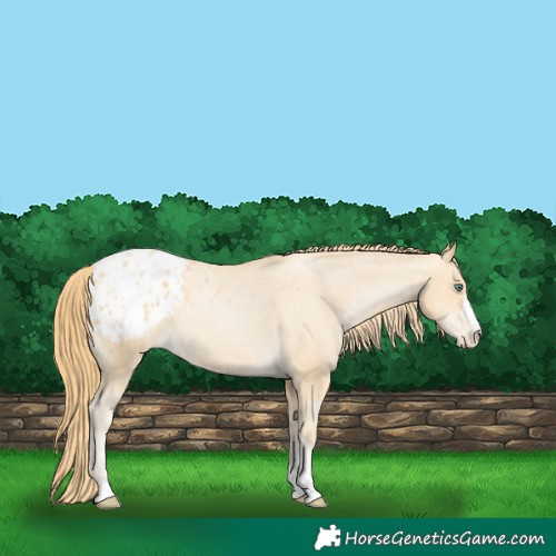 Horse Color:Smoky Black Pearl Appaloosa 