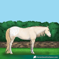 Horse Color:Smoky Black Pearl Blanket 