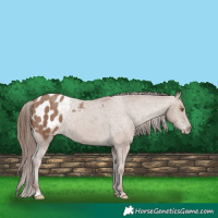 Horse Color:Classic Champagne Blanket 