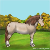 Horse Color:Liver Red Dun Tobiano 