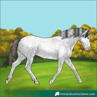 Horse Color:Bay Dun Tobiano Near Fewspot 