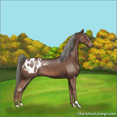 Horse Color:Liver Chestnut Mushroom Appaloosa Rabicano 