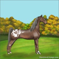 Horse Color:Liver Chestnut Mushroom Appaloosa Rabicano 