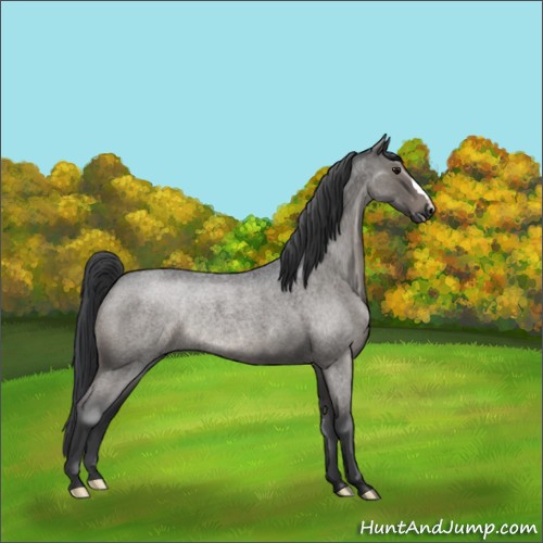 Horse Color:Blue Roan Rabicano 