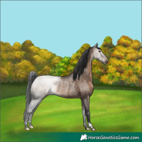 Horse Color:Brown Dun Rabicano 