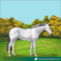 Horse Color:Gray Platinum Perlino Chinchilla Dun Tobiano 