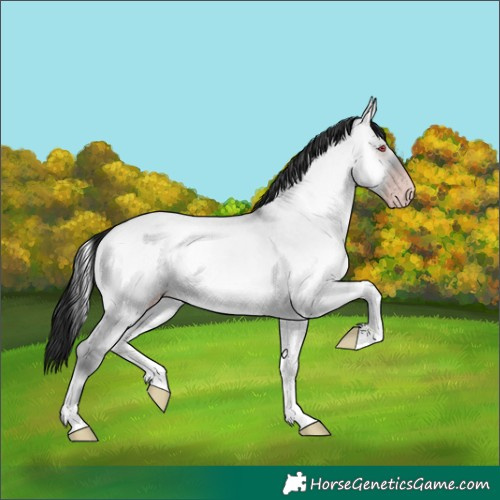 Horse Color:Gray Classic Champagne Chinchilla Roan Onyx Rabicano 