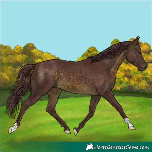 Horse Color:Chocolate Buckskin 