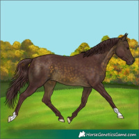 Horse Color:Chocolate Buckskin 