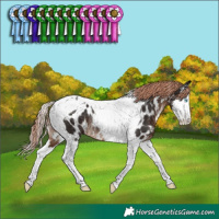 Horse Color:Liver Chestnut Splash Tobiano Near Leopard Rabicano
