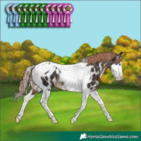 Horse Color:Liver Chestnut Splash Tobiano Near Leopard Rabicano 
