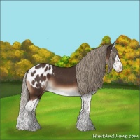 Horse Color:Liver Chestnut Splash Appaloosa 