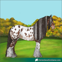 Horse Color:Liver Chestnut Tobiano Appaloosa 