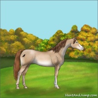 Horse Color:Smoky Black Pearl Varnish 