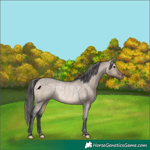 Horse Color:Brown Dun Appaloosa Rabicano 