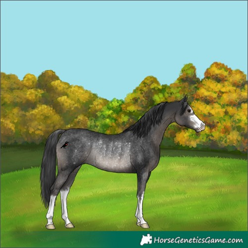 Horse Color:Black Rabicano 
