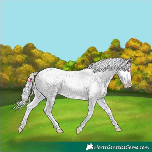 Horse Color:Classic Champagne Chinchilla Roan Onyx Blanket 