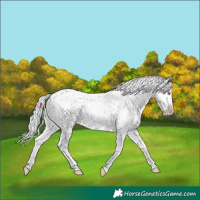 Horse Color:Classic Champagne Chinchilla Roan Onyx Appaloosa 