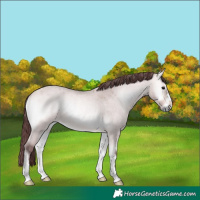 Horse Color:Platinum Chocolate Buckskin Roan Onyx 