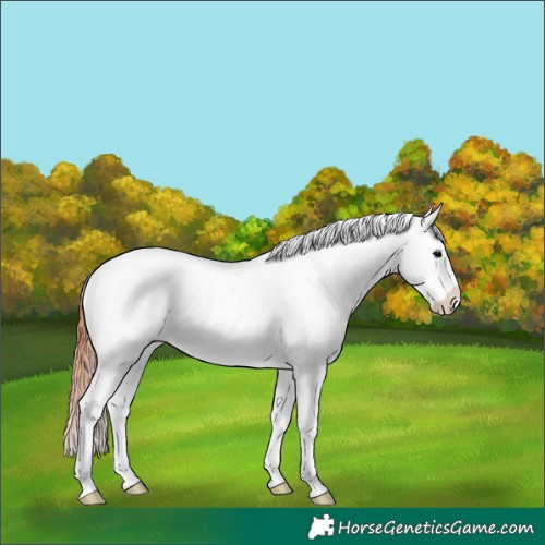 Horse Color:Chocolate Blue Onyx Roan Appaloosa Rabicano 