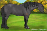 Horse Color:Black Rabicano 