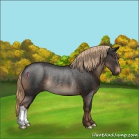 Horse Color:Liver Chestnut Rabicano 