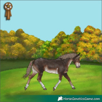 Horse Color:Liver Chestnut Tobiano Rabicano