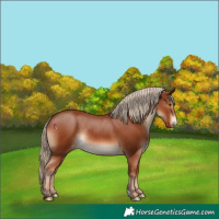 Horse Color:Chestnut Appaloosa Rabicano 