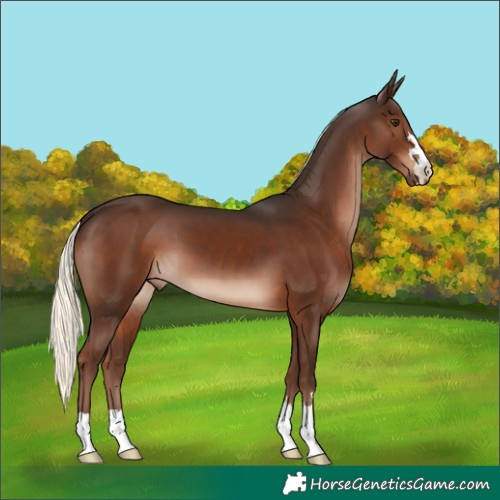 Horse Color:Liver Chestnut Mushroom 