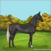 Horse Color:Liver Chestnut Mushroom 