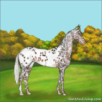 Horse Color:Liver Chestnut Mushroom Appaloosa 