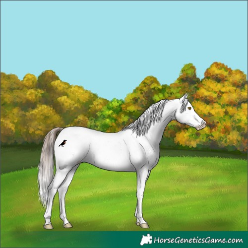 Horse Color:White Spotted Amber Champagne Appaloosa Rabicano 